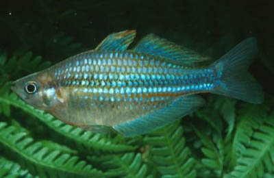 Melanotaenia caerulea